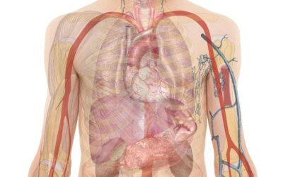 Worden wij onze hond?